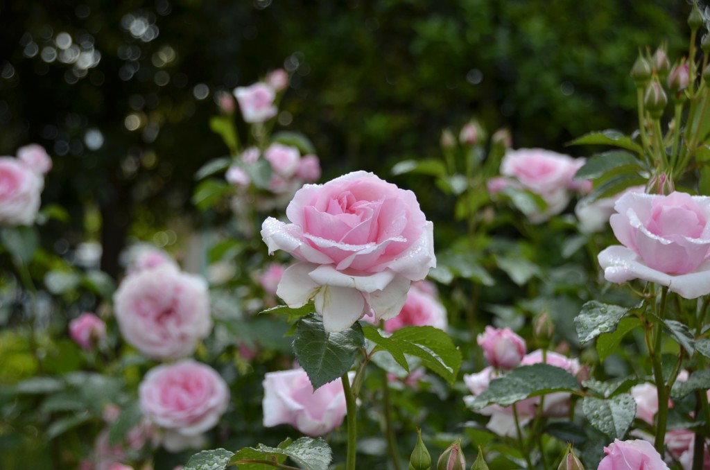 雨に濡れるピンクのバラ