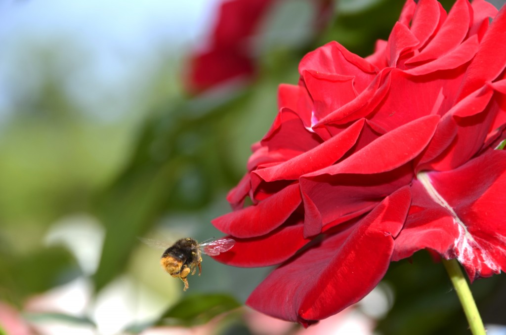 赤バラと蜂